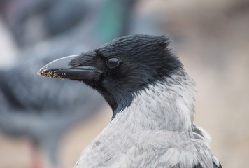 portrait of crows