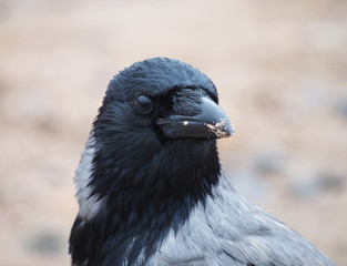 portrait of crows