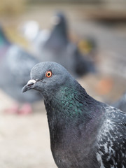 portrait of pigeon