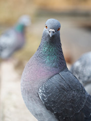 portrait of pigeon