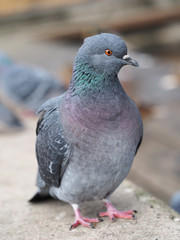 portrait of pigeon