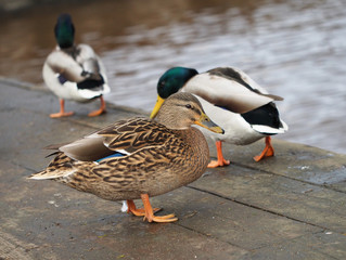 Portrait of duck
