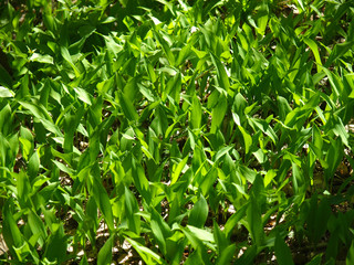 lily of the valley in the forest glade