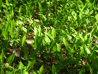 lily of the valley in the forest glade