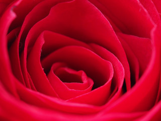Detail of rose close