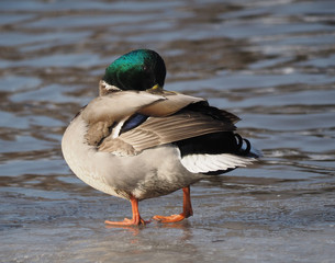 duck on the lake
