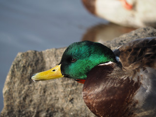 duck on the lake