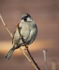 Sparrow on branch