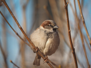 Sparrow on branch