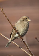 Sparrow on branch