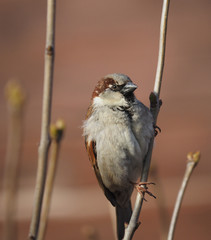 Sparrow on branch