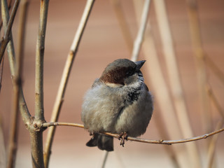 Sparrow on branch