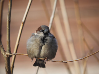 Sparrow on branch