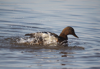 duck swims in the lake