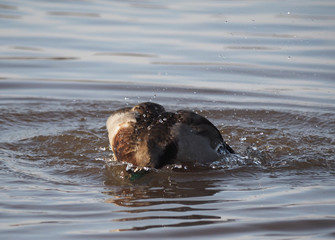 Fototapeta premium duck swims in the lake