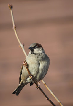 Sparrow on branch