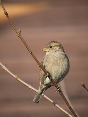 Sparrow on branch