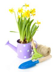Fototapeta premium Spring daffodils in polka dot watering can with gardening tools and twine for home garden planting