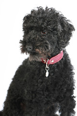 Schwarzer Pudel schaut seitlich