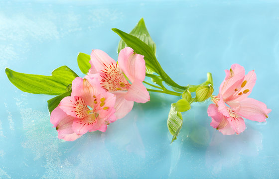 Fototapeta Floating flower close up