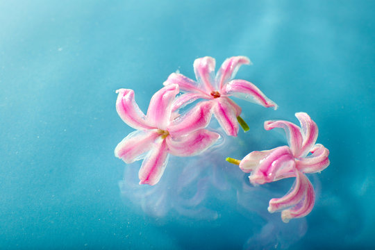 Fototapeta Floating flower close up
