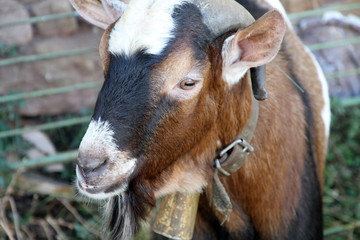 Goat,cattle show in Mora de Rubielos,Teruel,Spain