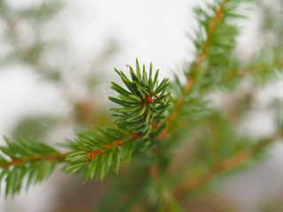 Fototapeta premium spruce twig in the forest
