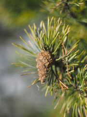 sprig of pine in the forest