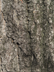 bark. background