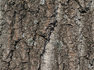 bark. background