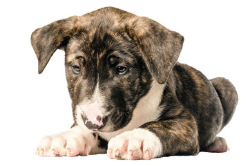 Bull terrier puppy