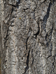 bark. background