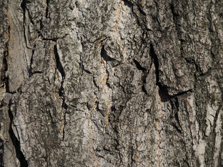 bark. background