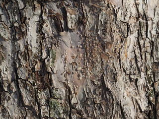 bark. background