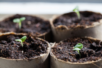 Basil Seedlings Germinating in Pots