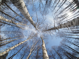 Obraz premium crown of trees in winter