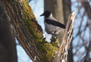 crow bird on a tree