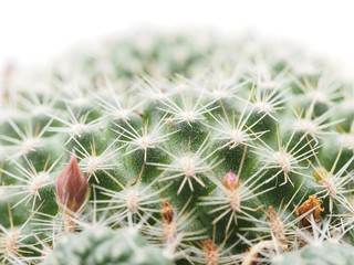 cactus on a white background