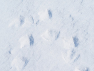 bird tracks