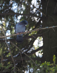 pigeons on fir branch in the forest