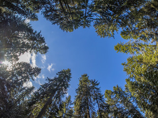 Obraz premium crown trees