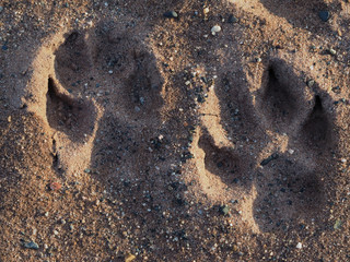 dog paw footprint in the sand