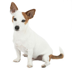 Jack Russell Terrier auf weiß