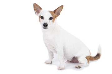Obraz premium Jack Russell Terrier auf weiß