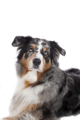 Australian Shepherd blue merle auf weiß