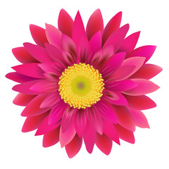 Pink Gerbera