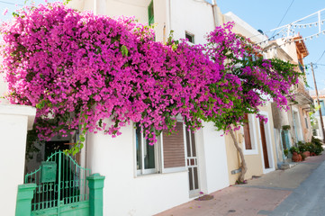 Street, houses and flowers