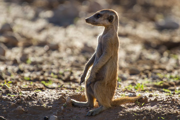 Suricate sentry standing in the early morning sun looking for po