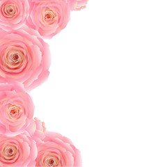 Pink Rose Border