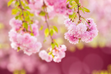 pink flowers of sakura branches above grass